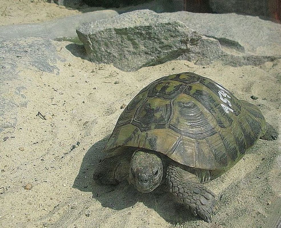 Schildkröte im NABU-Artenschutzzentrum Leiferde