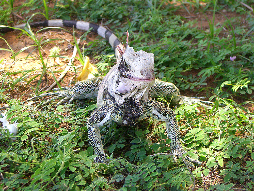 Leguan im Hotel in Venezuela