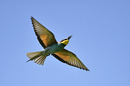 Fotos_Bienenfresser, Eisvögek, Raken