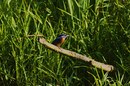 Fotos_Bienenfresser, Eisvögek, Raken