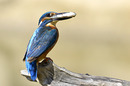 Fotos_Bienenfresser, Eisvögek, Raken