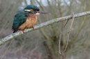 Fotos_Bienenfresser, Eisvögek, Raken