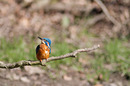 Fotos_Bienenfresser, Eisvögek, Raken