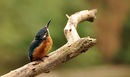 Fotos_Bienenfresser, Eisvögek, Raken