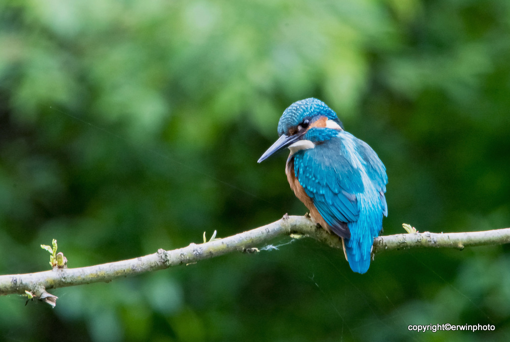 Eisvogel in La Sauge