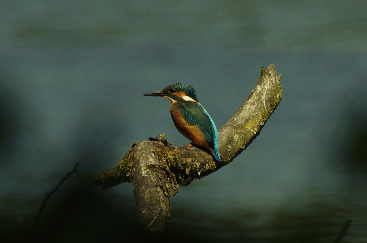 Eisvogel