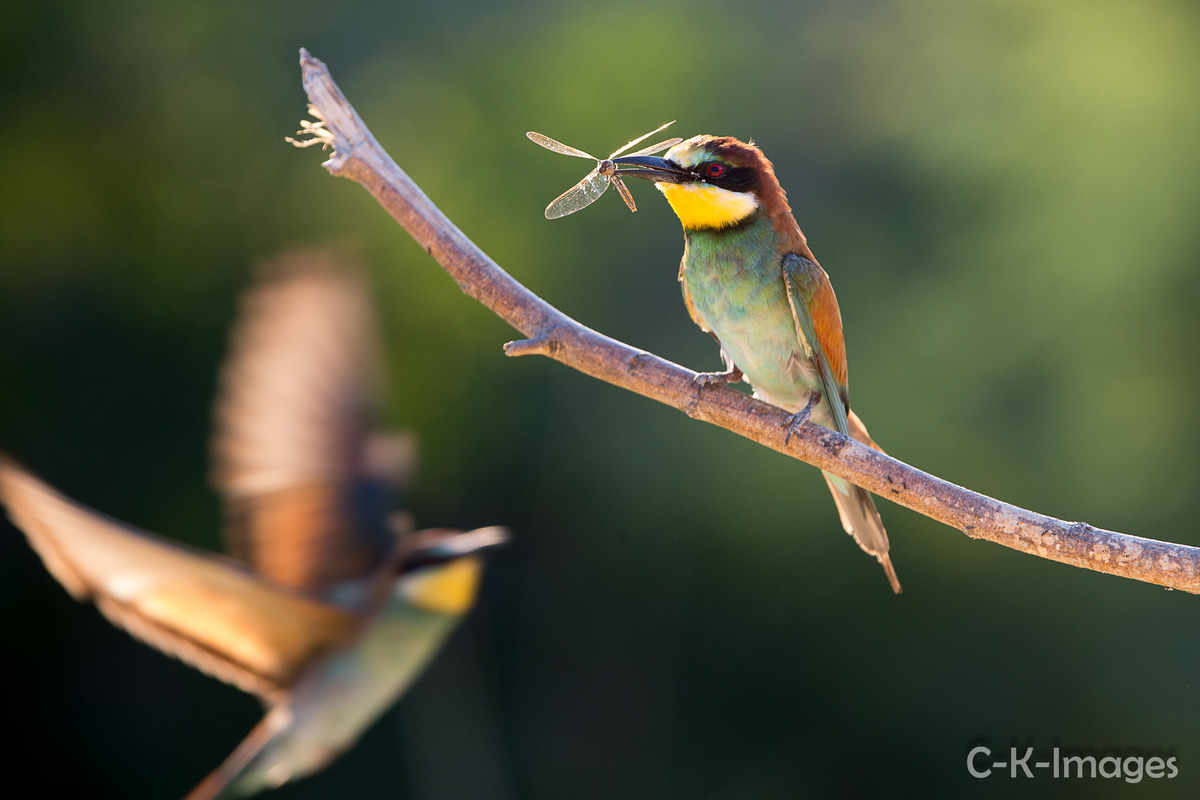 Bienenfresser mit Libelle