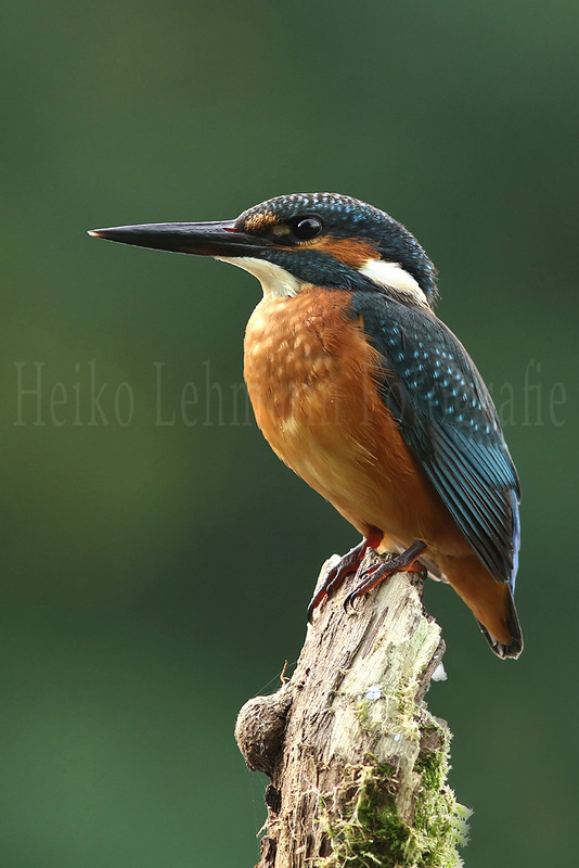 Eisvogel (Alcedo atthis)