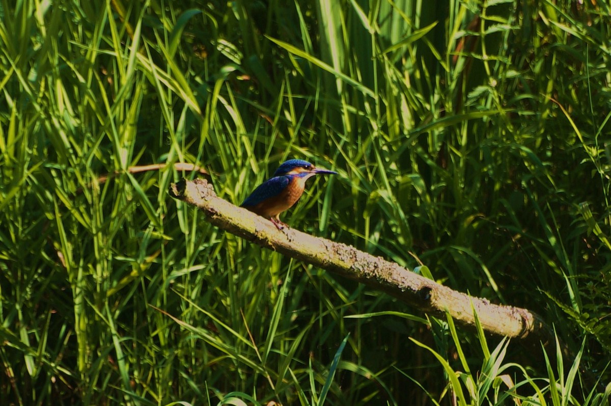 Eisvogel5