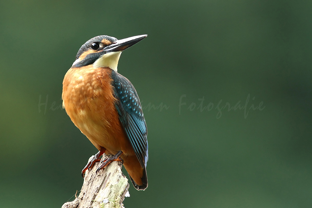 Eisvogel (Alcedo atthis)