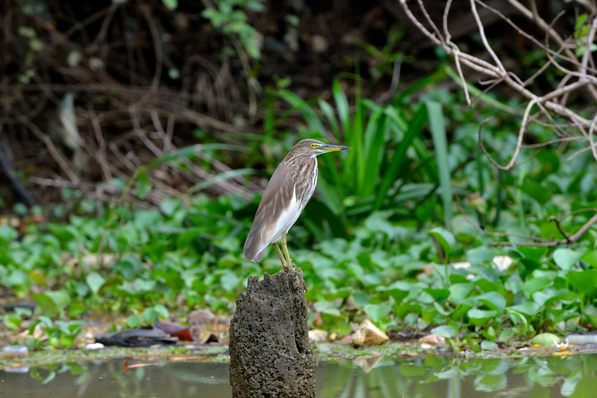 Kerala, Reiher