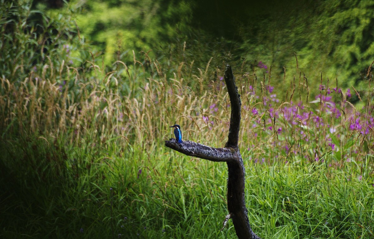 Eisvogel