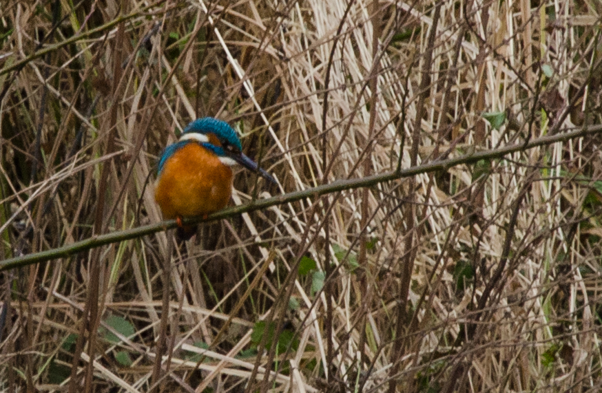 Eisvogel