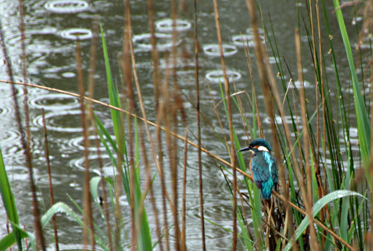 Eisvogel....