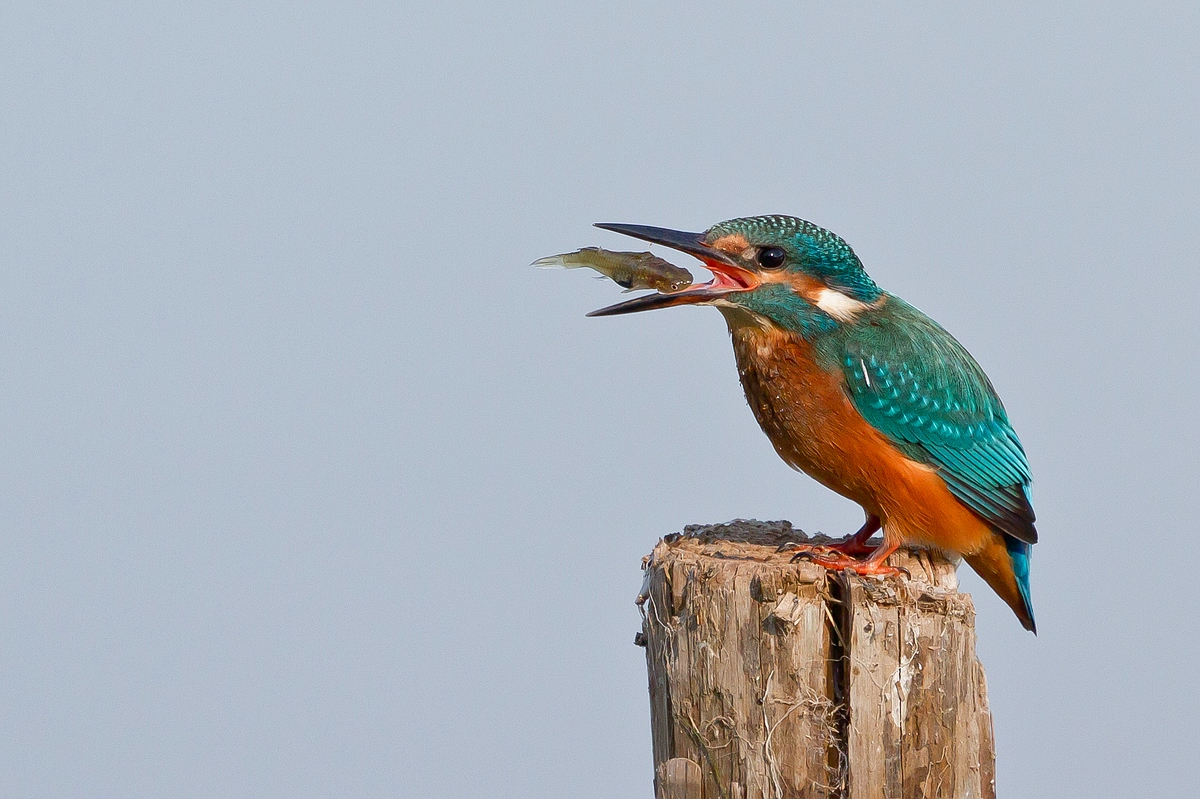 Fischjongleur