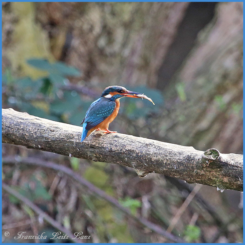 Eisvogel mit Fisch