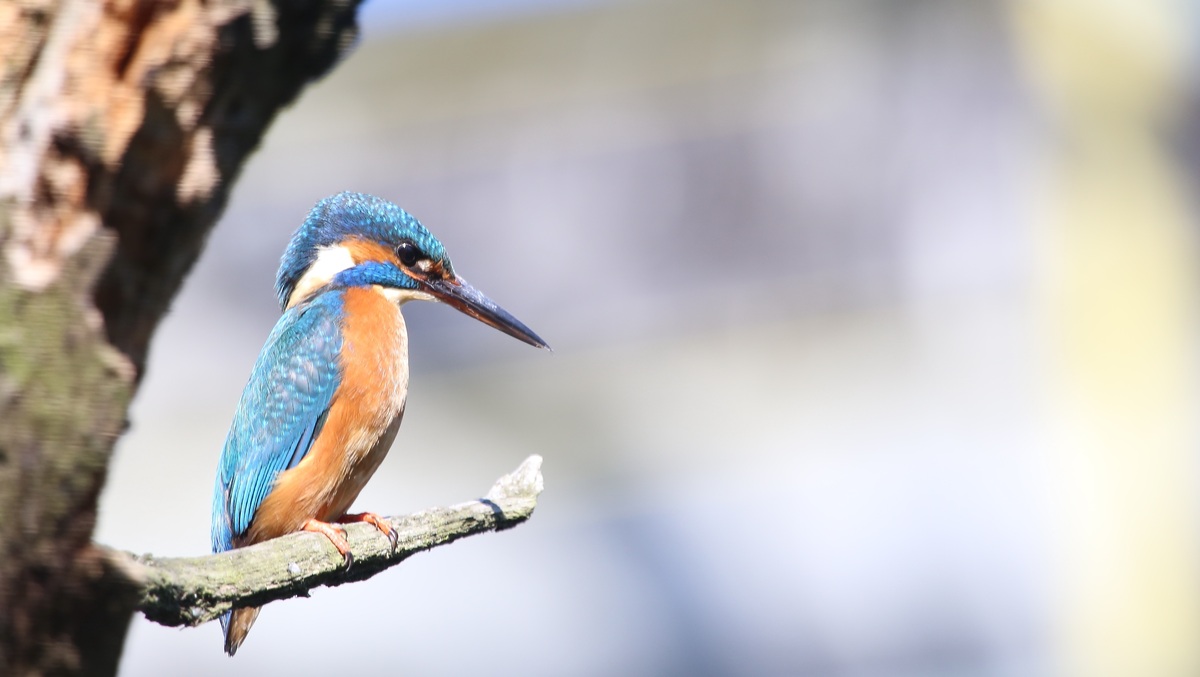 Eisvogelweibchen