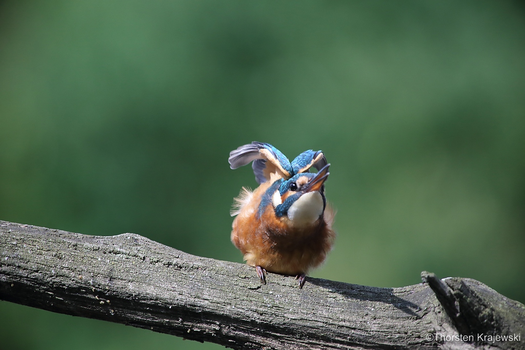 Eisvogel