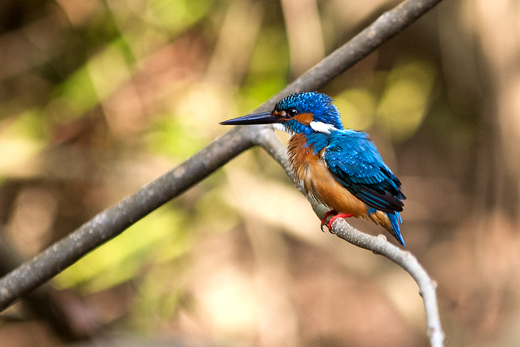 Eisvogel in Sri Lanka