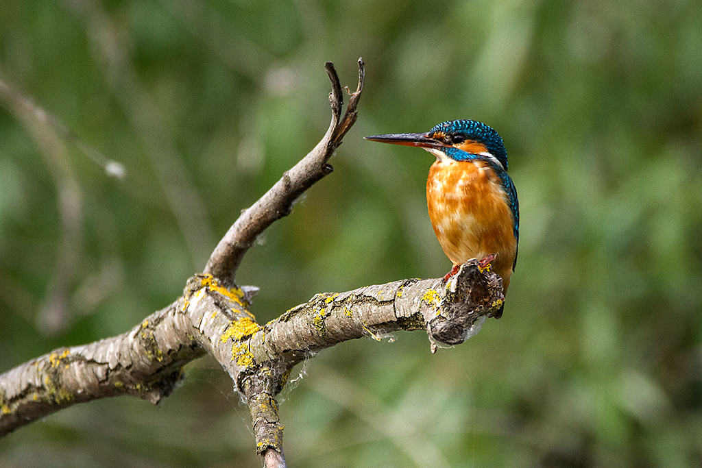 Eisvogel im Donaudelta