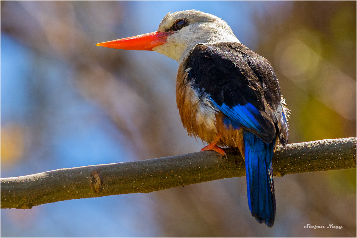 Eisvogel auf der Insel Santiago, Kap Verden