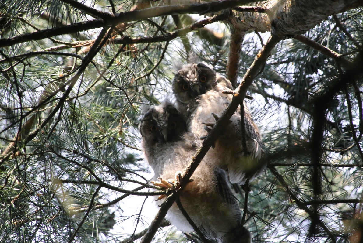 Unsere Waldohreulen Babys