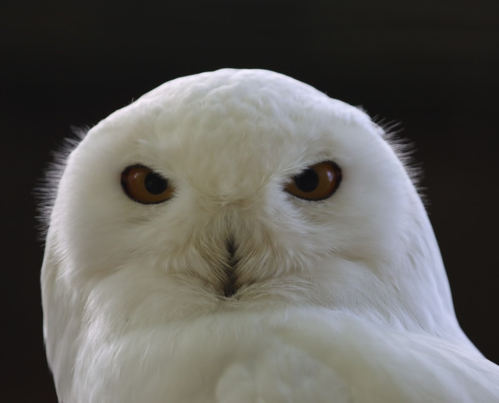 ein fragender Blick....