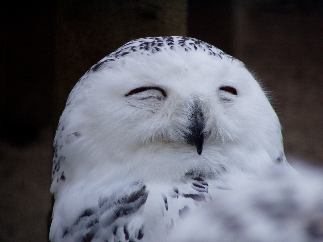 Schneeeule: "Schaut mich an"