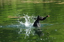 Fotos_Kranische, Rallen, Trappen