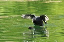 Fotos_Kranische, Rallen, Trappen