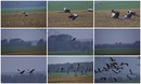 Fotos_Kranische, Rallen, Trappen