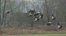 Fotos_Kranische, Rallen, Trappen