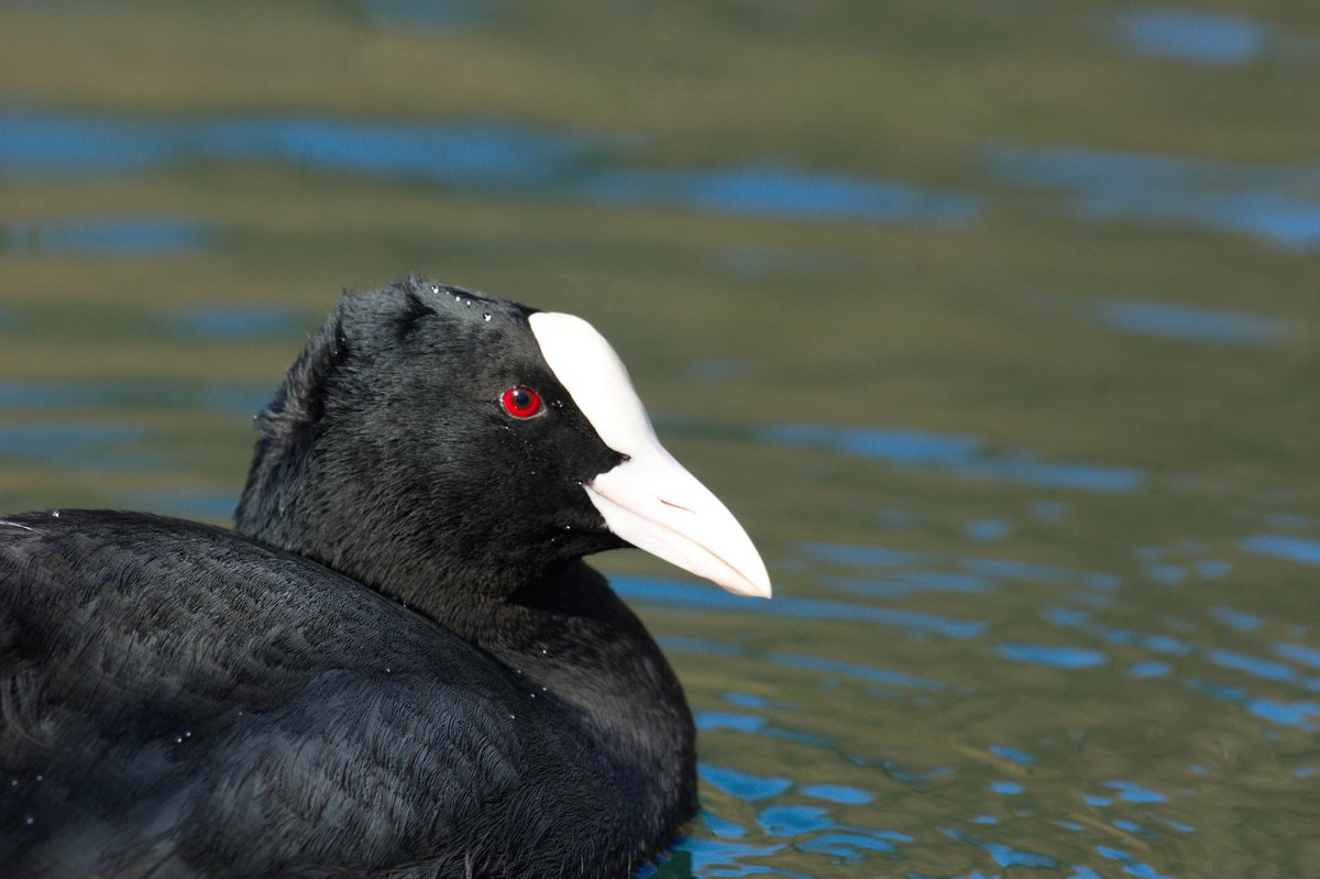 Bläshuhn Portrait
