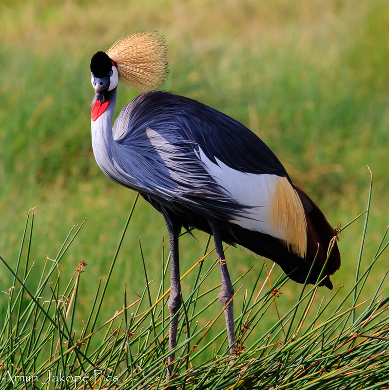 Crowned Crane