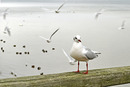 Fotos_Möwen, Sturmvögel, Albatrosse