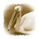 Fotos_Möwen, Sturmvögel, Albatrosse