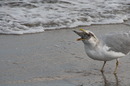 Fotos_Möwen, Sturmvögel, Albatrosse