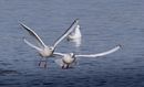 Fotos_Möwen, Sturmvögel, Albatrosse