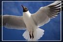 Fotos_Möwen, Sturmvögel, Albatrosse