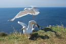 Fotos_Möwen, Sturmvögel, Albatrosse