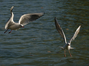 Fotos_Möwen, Sturmvögel, Albatrosse
