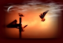 Fotos_Möwen, Sturmvögel, Albatrosse