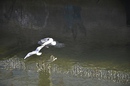 Fotos_Möwen, Sturmvögel, Albatrosse