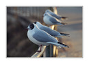 Fotos_Möwen, Sturmvögel, Albatrosse
