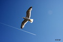 Fotos_Möwen, Sturmvögel, Albatrosse