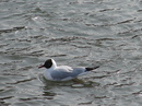 Fotos_Möwen, Sturmvögel, Albatrosse