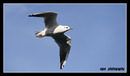 Fotos_Möwen, Sturmvögel, Albatrosse