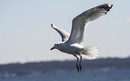Fotos_Möwen, Sturmvögel, Albatrosse