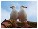 Fotos_Möwen, Sturmvögel, Albatrosse