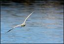 Fotos_Möwen, Sturmvögel, Albatrosse